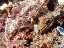 Scorpionfish.
Bunaken, Indonesia.
Olympus C-5050. by Yves Antoniazzo 